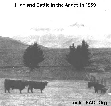 Highland Cattle in the Andes in 1959 Highland Cattle in the Andes in 1959